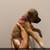 chug puppies 3 thumbnail