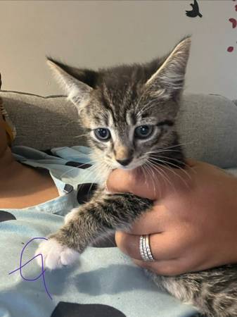 Kitten (Silver Spring)63917857258882121