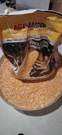 FREE RAW CORN kernels 1