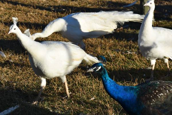 white peacock coming 2yr 1