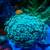 Coral Frags 2 thumbnail