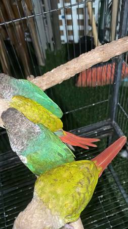 Turquoise Green Cheek conure (National City)63914314835970123
