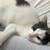 Found Kitten needs a home 2 thumbnail