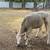 Heifer 1 thumbnail
