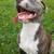Pit bulley 6 thumbnail