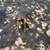 Boxer puppies 5 thumbnail
