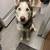 Husky 3 thumbnail