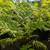 Australian Tree Fern 18 thumbnail