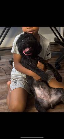 Maltipoo (hayward / castro valley)63862000831619120