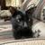 Small black cat 4 thumbnail