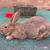Flemish Giant Rabbits 4 thumbnail