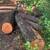 FREE Fir wood trunks 1 thumbnail