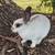 Mini Rex Rabbits(bucks) 1 thumbnail