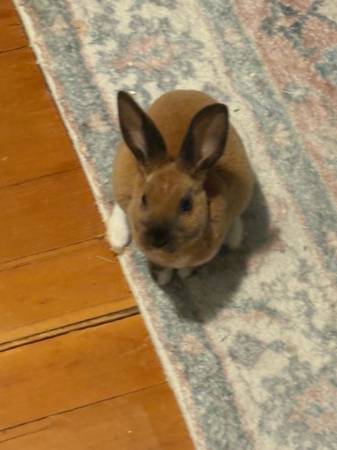 coneja hembra para reubicar (Amesbury)63857555318529120