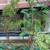 Rose of Sharon Hibiscus Live Shrub Azurri Blue Satin 3 ft Starter tree 6 thumbnail