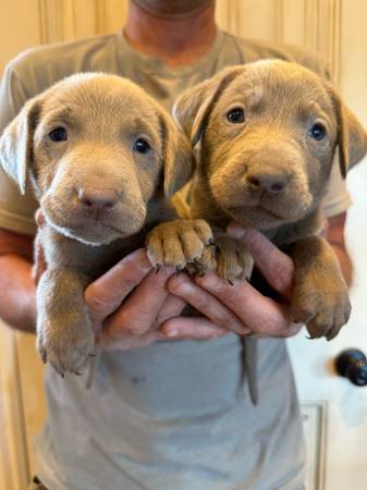 Akc Silver Labs (Circleville)63907296123138124