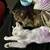 White kitten for rehoming 3 thumbnail