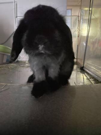 Conejito negro extra pequeño (Bellevue)63800847505409121