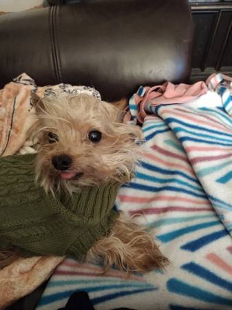 Toy yorkie 10 year 1