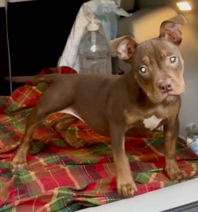 4 month old pocket bully 1