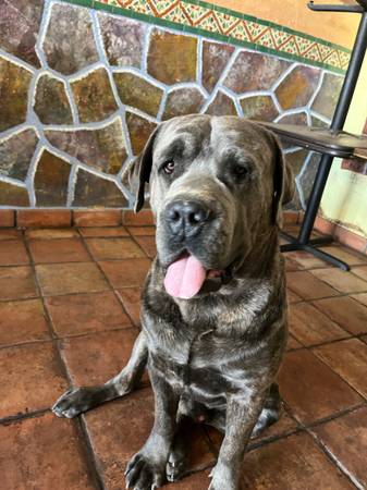 Dog missing cane corso (Mesa)63469797223043123