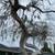 TREE , PALM TREE , STUMP REMOVAL AND HAULING SERVICES  (Bay Area) 10 thumbnail