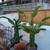 Rooted Dragon Fruit Plants (POT and Saucer NOT INCLUDED) 1 thumbnail