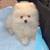 Stroller for pomeranians 1 thumbnail