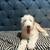 Old English Sheepdog Puppie 3 thumbnail