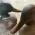 5 foam decoys 4 thumbnail