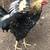 Rooster, Blue egg breed 4 thumbnail