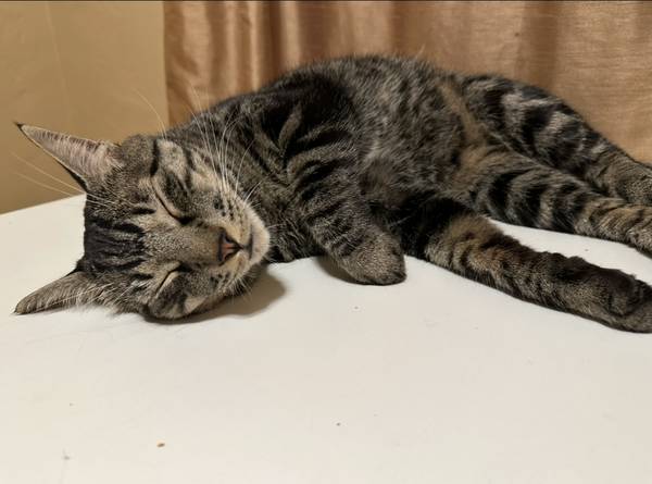 LOST CAT - REWARD (Casa Solana)63822829822337120