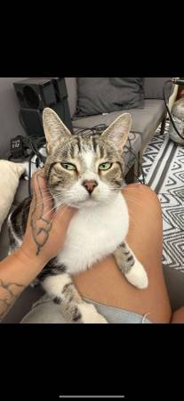 LOST CAT AT SALEM FRIENDS OF FELINES (Keizer)64214256011138120