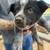 Blue heeler pups 1 thumbnail