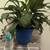 26" tall healthy peace lily in blue pot, easy care 4 thumbnail