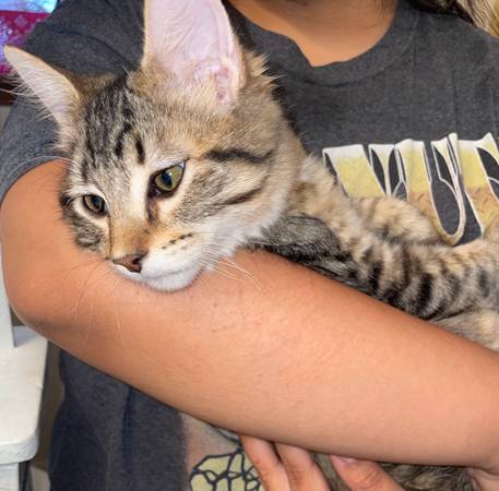 ? Cachorros dulces buscando hogares amorosos ? (Glendale)64300239777922120