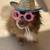 The most loving beautiful long haired purebred chihuahua 3 thumbnail
