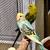 PARAKEETS - all colors 2 thumbnail