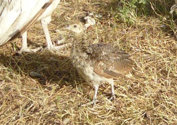 Peachick, India blue (baby peacock) 1