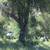 CALIFORNIA LAND FOR SALE,  CLEARLAKE 8 thumbnail