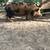 Two proven Kune Kune sows 9 thumbnail