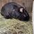 Tamuk rabbits 3 thumbnail