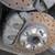 LS1 CAMARO FIREBIRD FRONT BRAKES 3 thumbnail