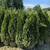Emerald Green Arborvitae’s for sale 2 thumbnail