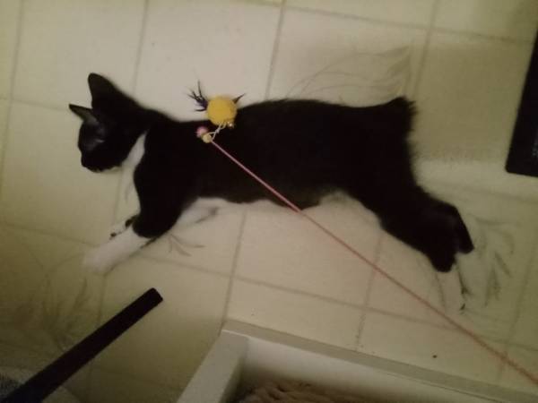 Gatitos necesitan reubicación/actualizado el 10 de agosto (Chipley, FL)63382965440259124