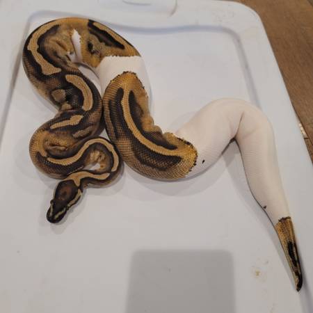 Breeding pair ball pythons 3yo 1