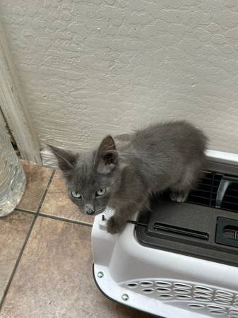 Kitten (Phoenix)63967288705922124