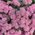 PERENNIALS - Fall Planting 12 thumbnail