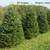 Christmas Trees    Fraser Fir on SALE 2 thumbnail