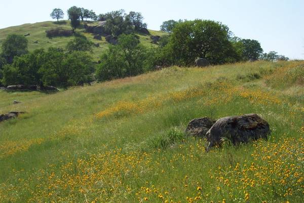 $500 Ideallic Hobby Farm / Ganado Foothill Acreage 4 Alquiler (Exeter)63809865005187122
